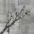 Plum Branch, charcoal drawing