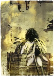 Summerlight, transfer print