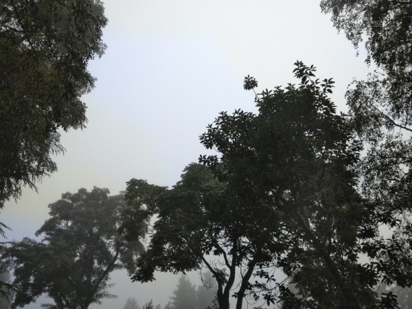 The Grove in Fog