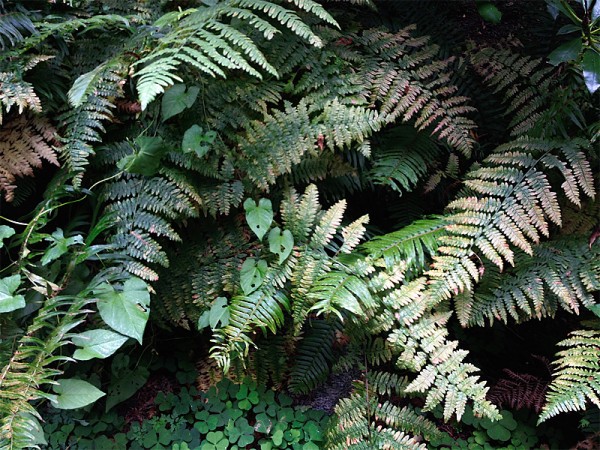 The Ferns