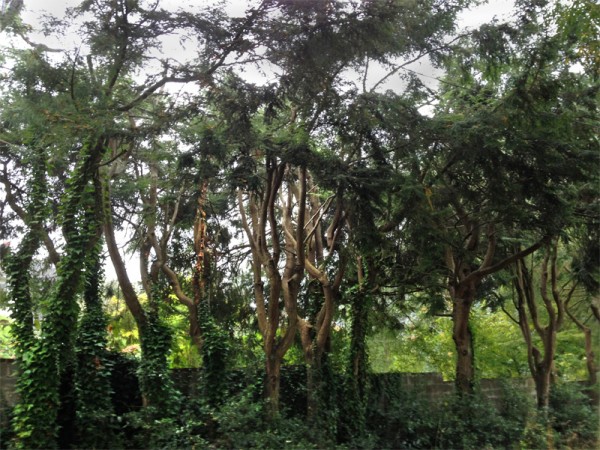 The Grove 2