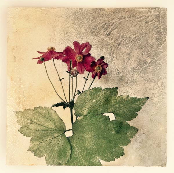 Anemone-Botanical-on-plaster-iskra