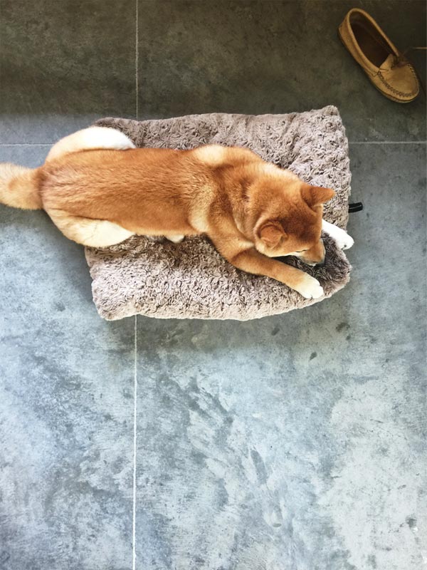 shibu innu