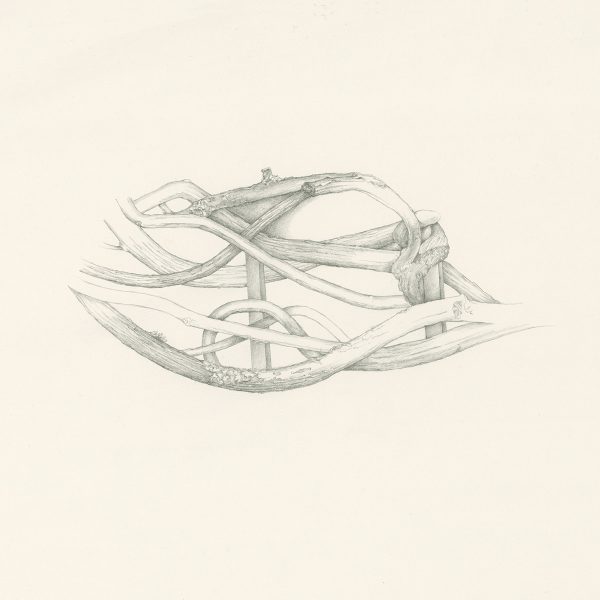 Woven Twigs Drawing by Iskra